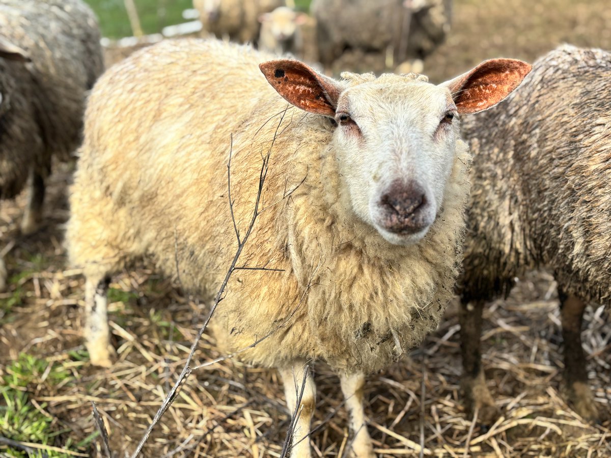 Fondation Brigitte Bardot tweet media