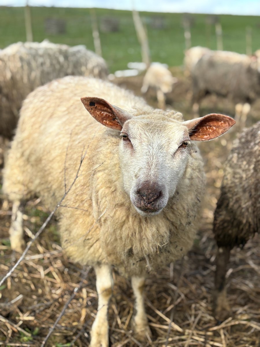 Fondation Brigitte Bardot tweet media