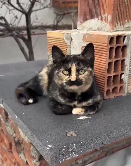 𝐌𝐚𝐭𝐭 𝐏𝐢𝐧𝐧𝐞𝐫 tweet media