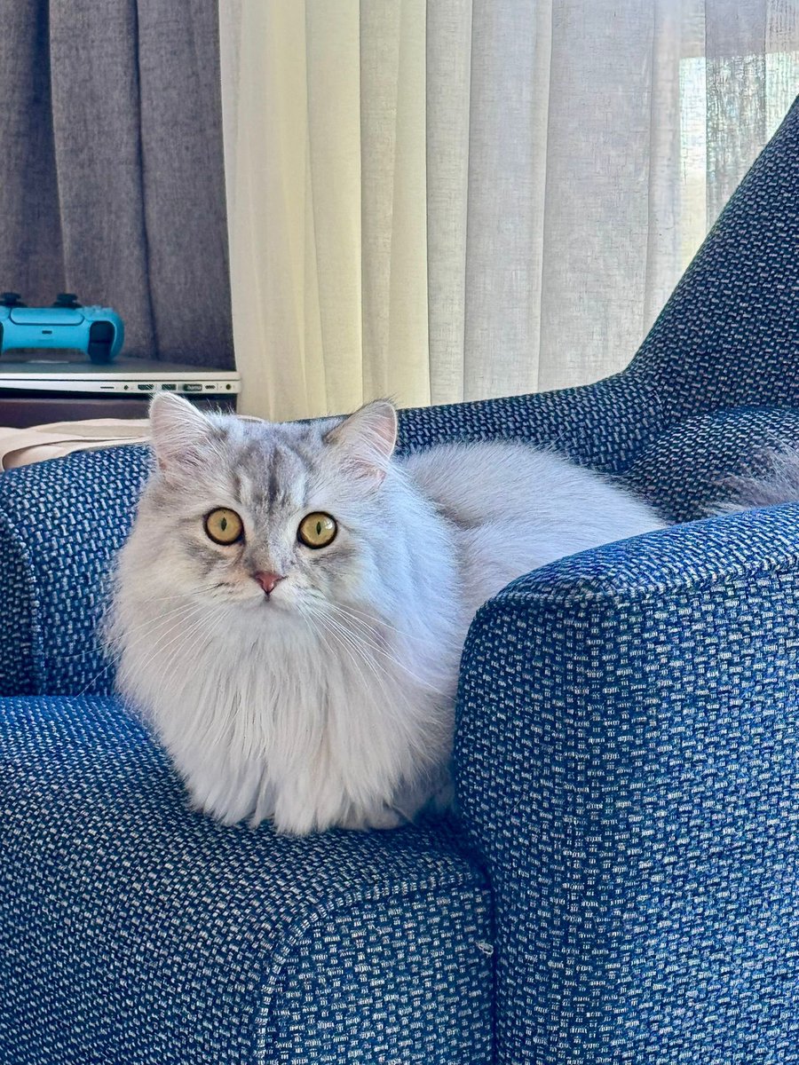 sleymannecip tweet media