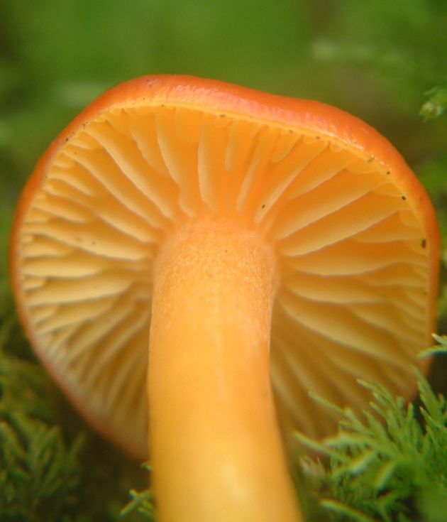 BritMycolSoc's tweet image. Do you have a passion for #fungi and an interest in raising awareness and promoting #mycology? Find out about #volunteering as a member of a BMS committee: Field Mycology &amp;amp; Conservation; Fungal Biology Research; Fungal Education &amp;amp; Outreach. britmycolsoc.org.uk/vacancies.html