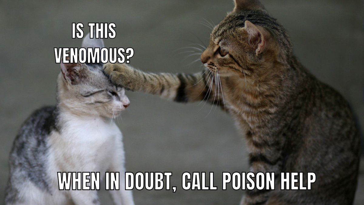 Upstate New York Poison Center tweet media