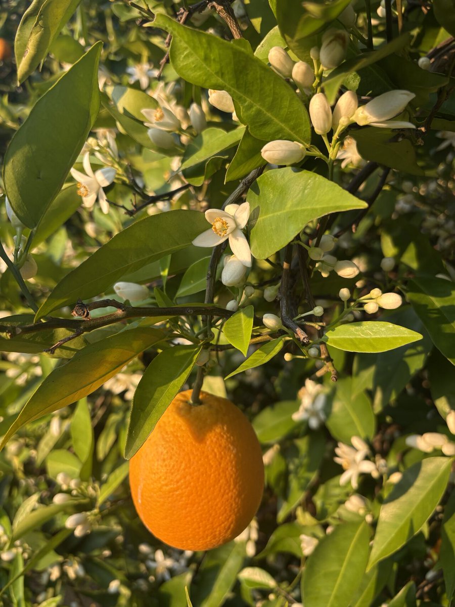 Cal Ag Solutions tweet media