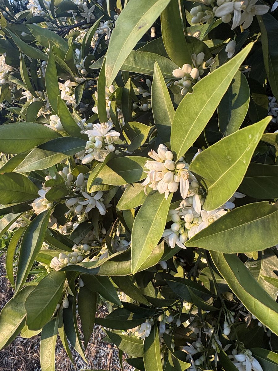 Cal Ag Solutions tweet media