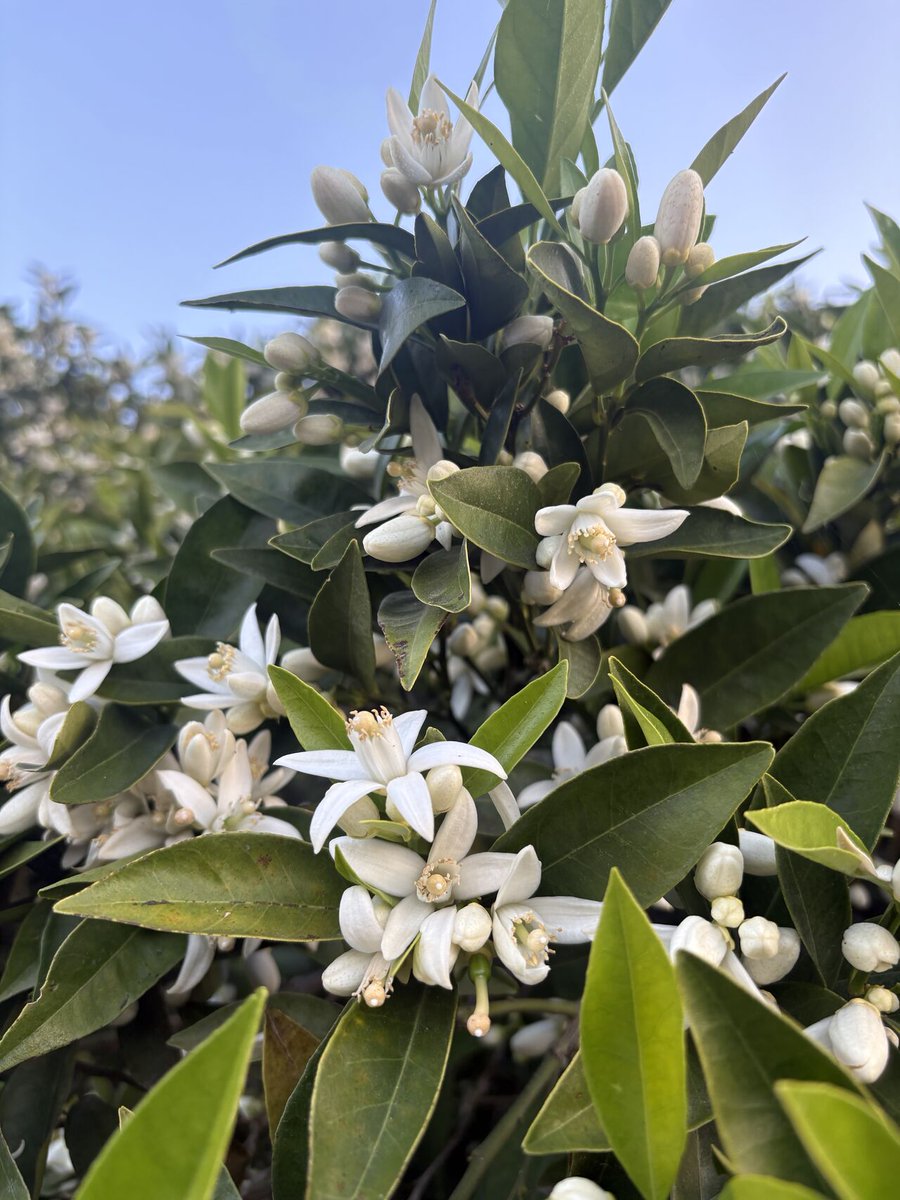 Cal Ag Solutions tweet media