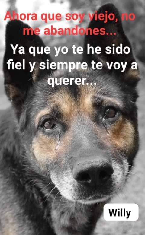 PerroUsuario Wof '•' tweet media