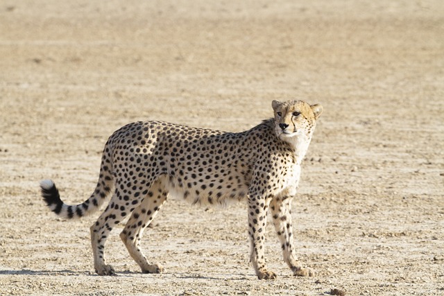 Chris Sutton tweet media