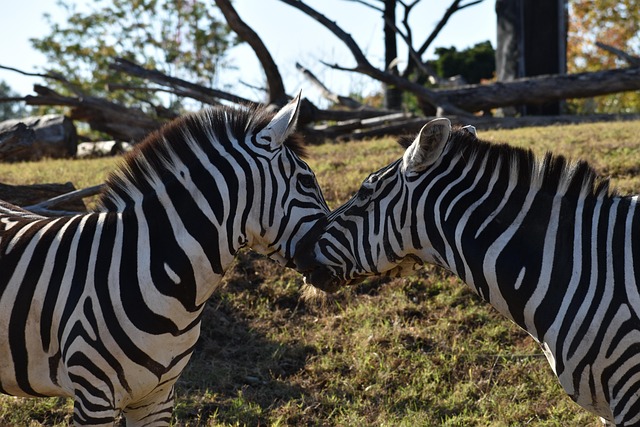 Edward Hegie tweet media