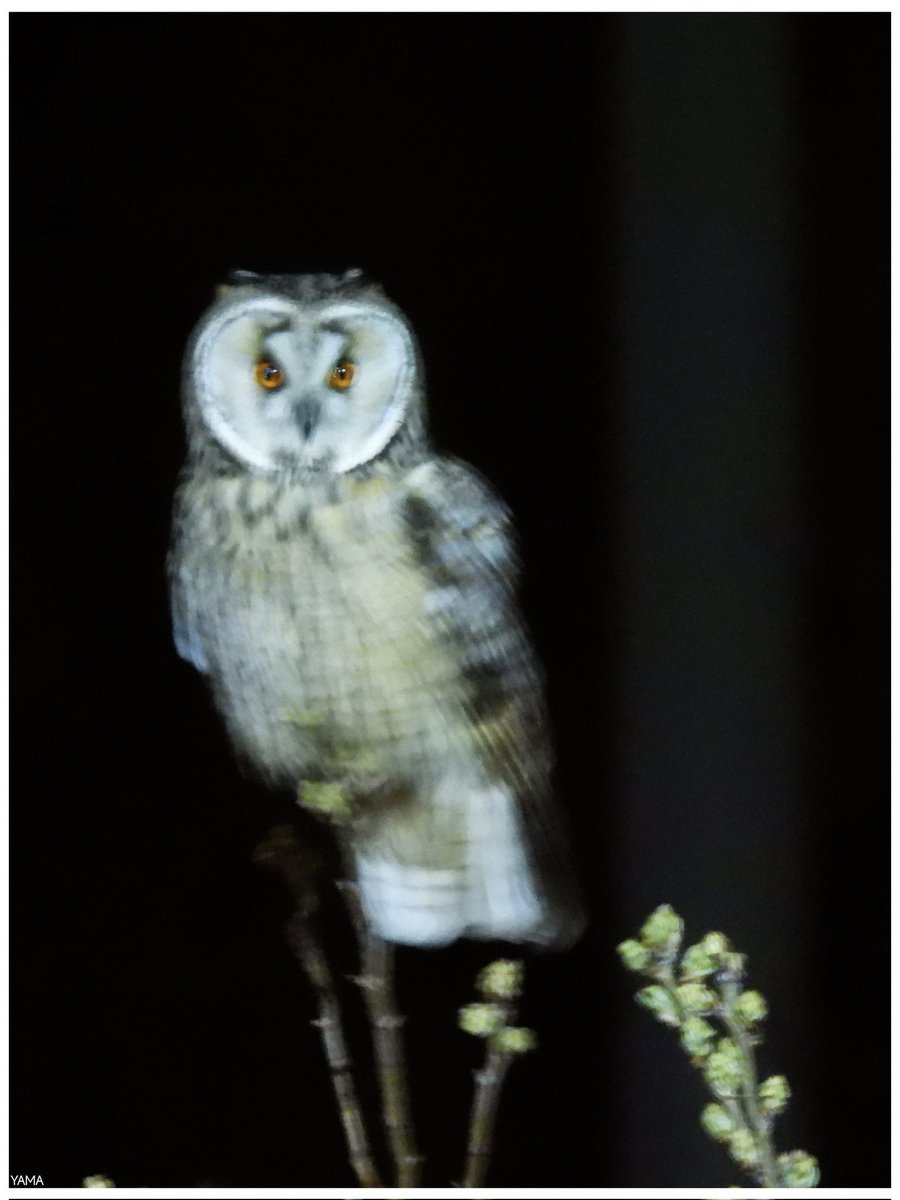 Yama 山 tweet media