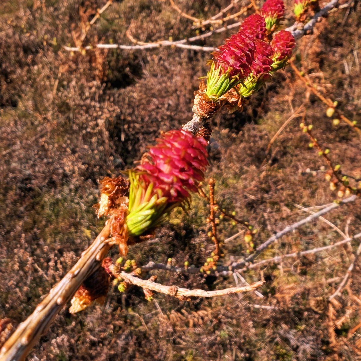 LakesPaul tweet media