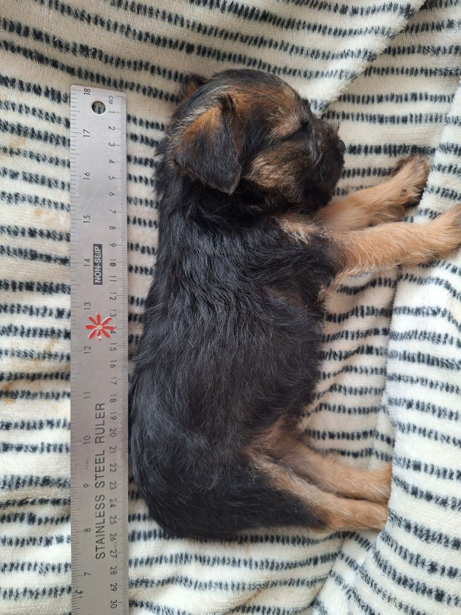 Reginald Barkley - sekretary of da social club! tweet media