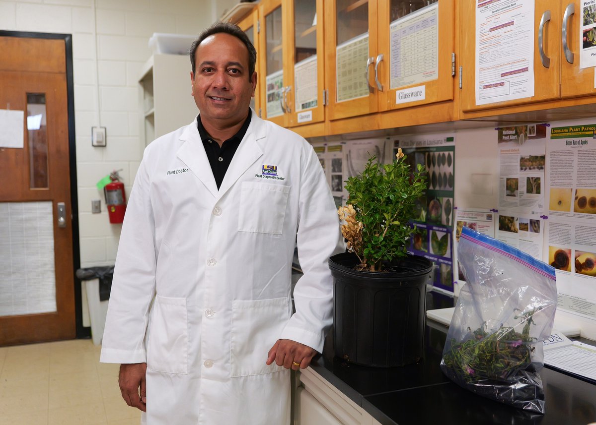 LSU AgCenter tweet media