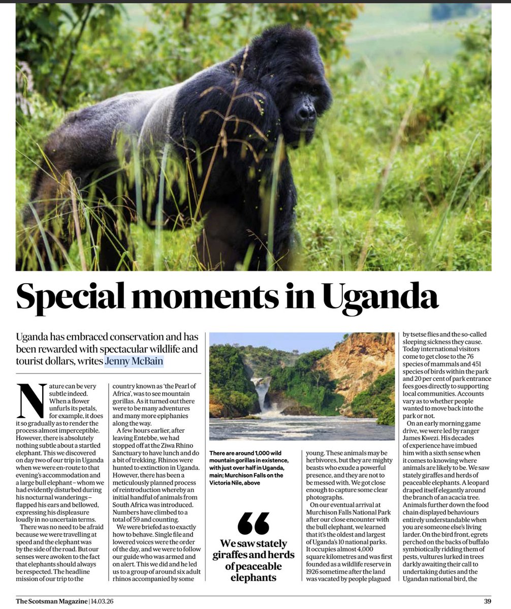 zebekltd's tweet photo. “Nature can be very subtle indeed. When a flower unfurls its petals, it does so gradually, almost imperceptibly. There is nothing subtle, however, about a startled elephant. On day two of our journey through Uganda, a large bull—disturbed during his nocturnal wanderings—flapped his ears and bellowed, making his presence unmistakably known.”

Jenny McBain for The Scotsman Magazine, following our latest press trip to Uganda.