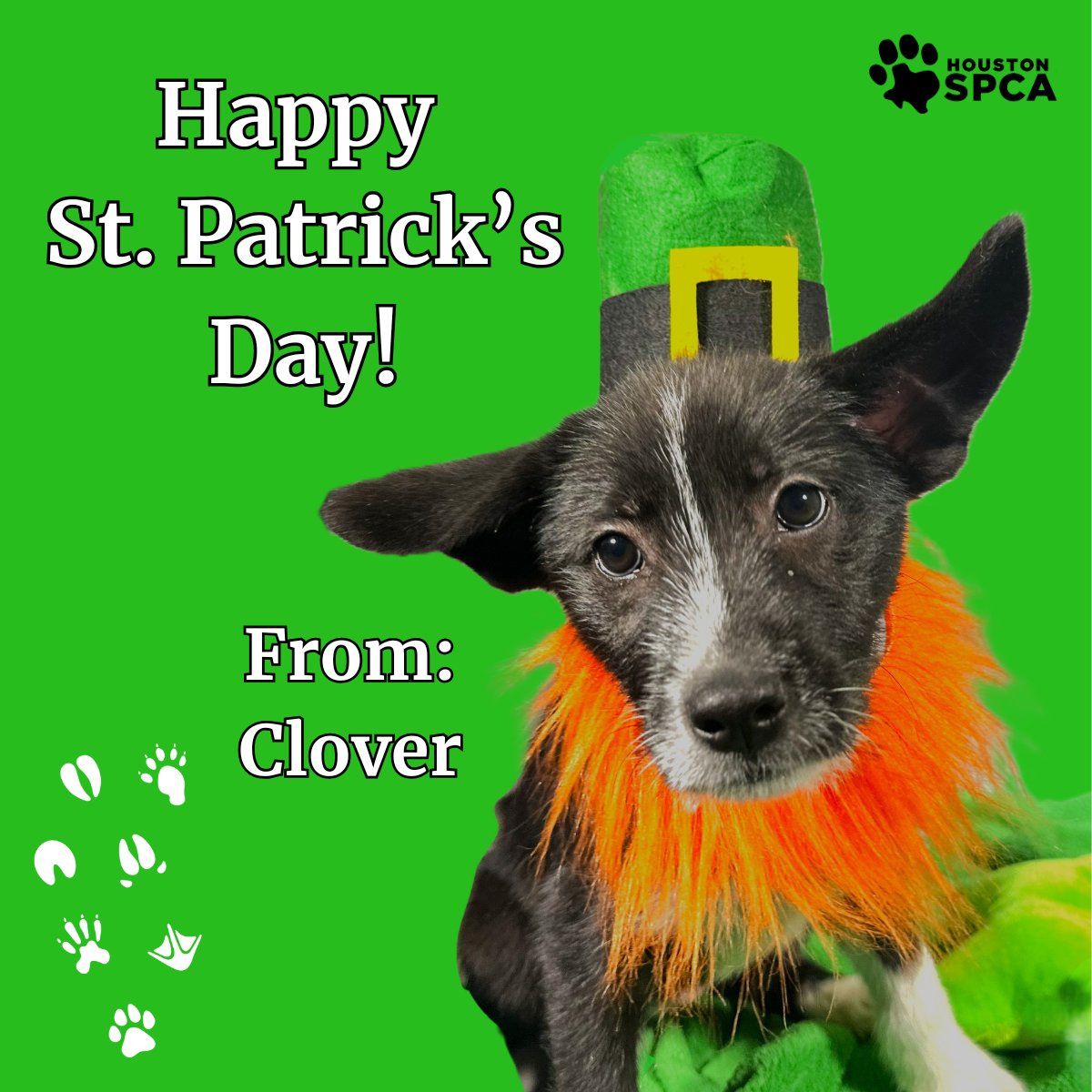 Houston SPCA tweet media