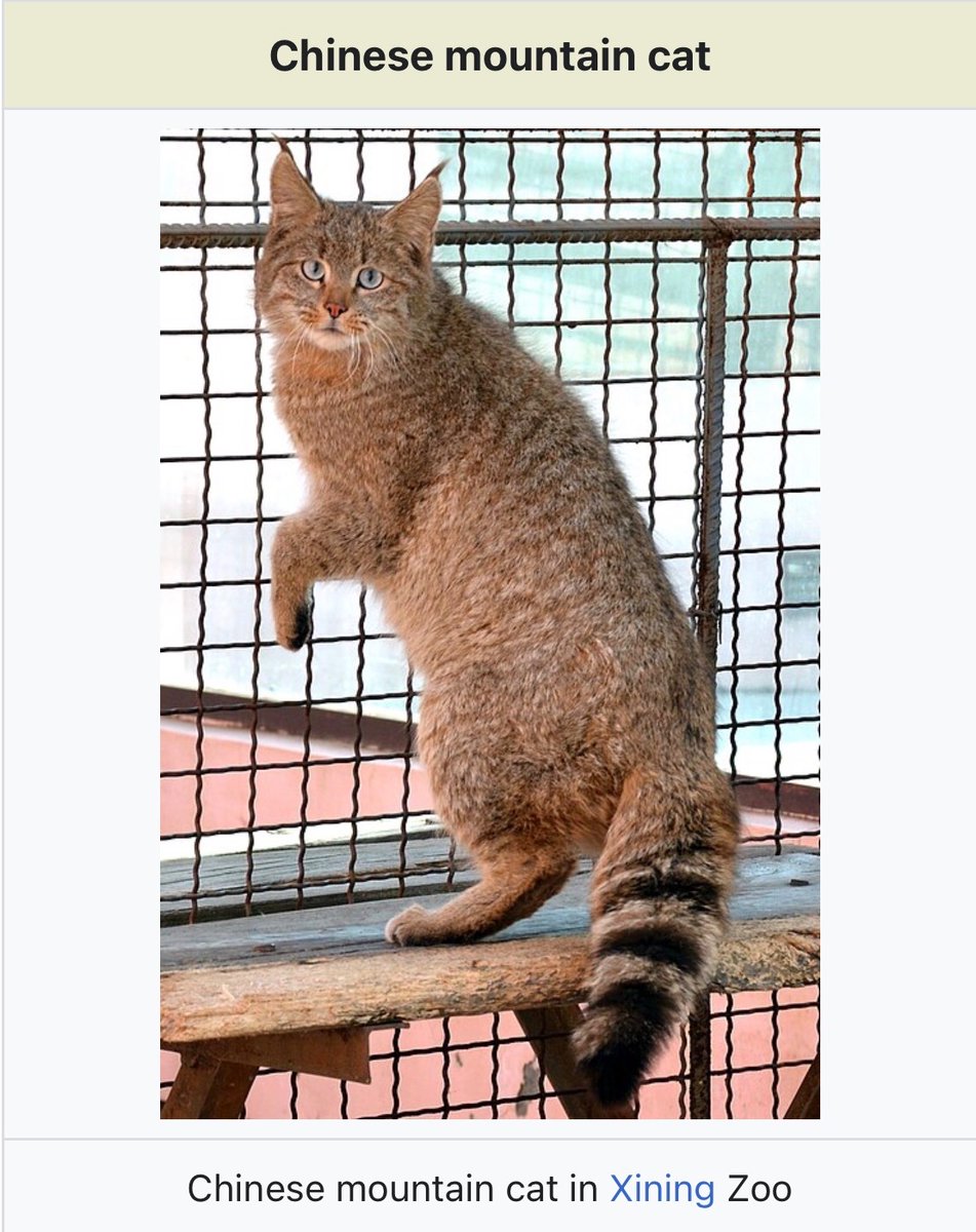 Crying Orc tweet media