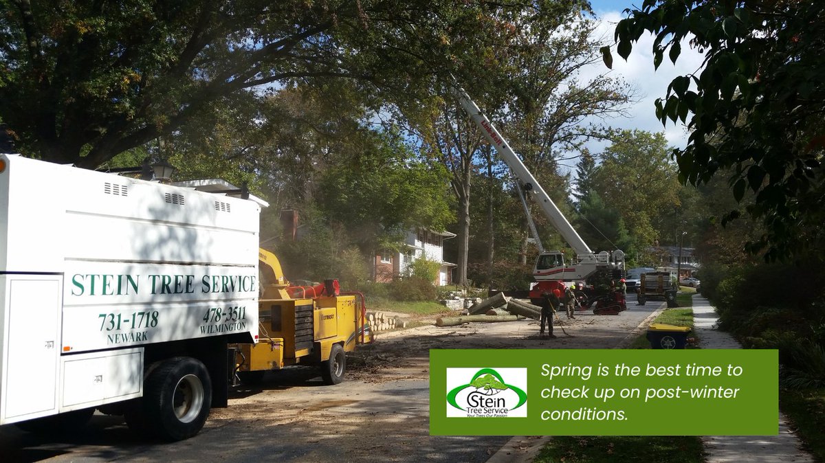 Stein Tree Service tweet media