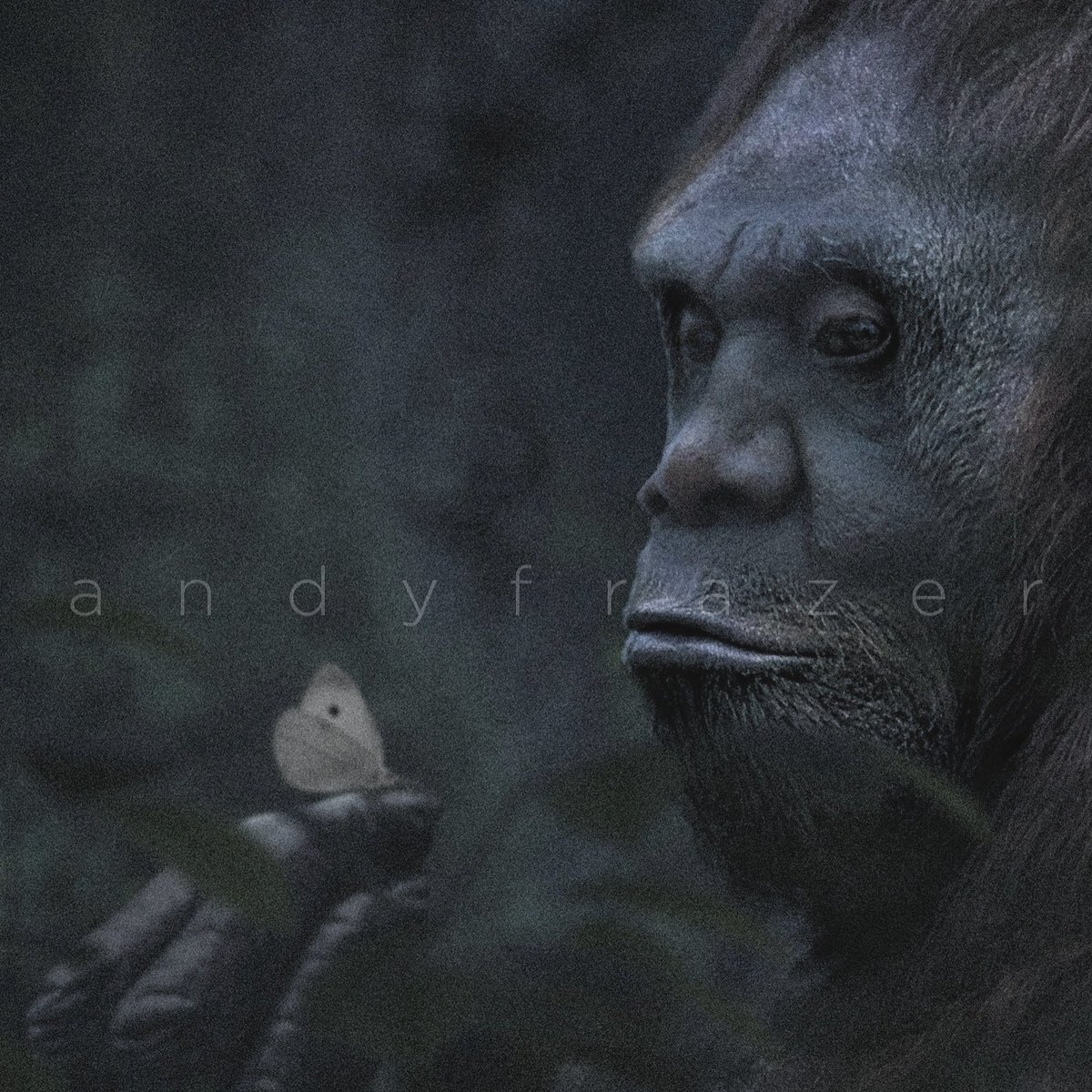 DragonsofWales 🇪🇺🏴󠁧󠁢󠁷󠁬󠁳󠁿 tweet media