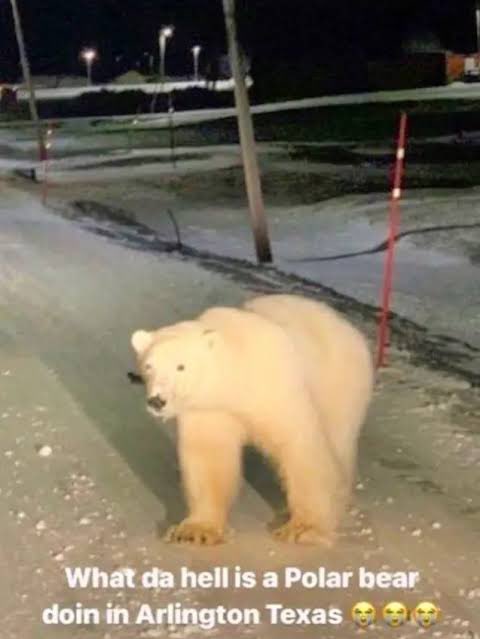 Pineapple tweet media