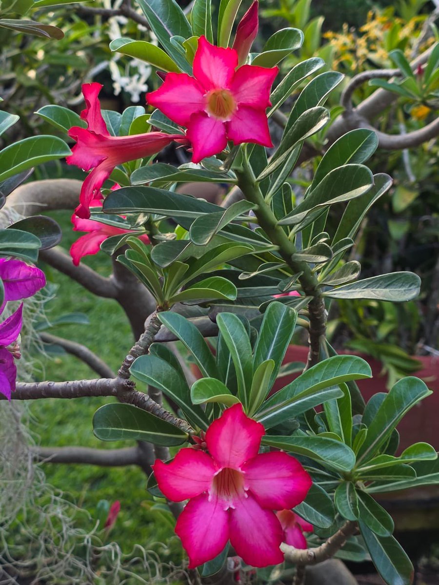 Nana Ama tweet media