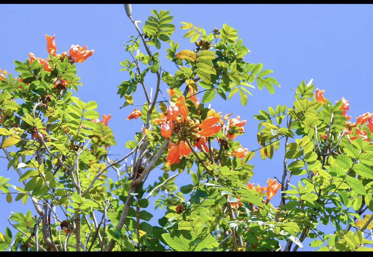 Nana Ama tweet media