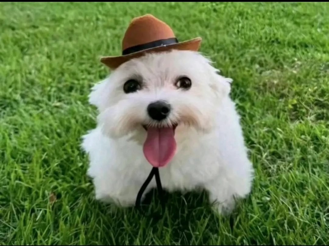 NoSoyExplicador tweet media