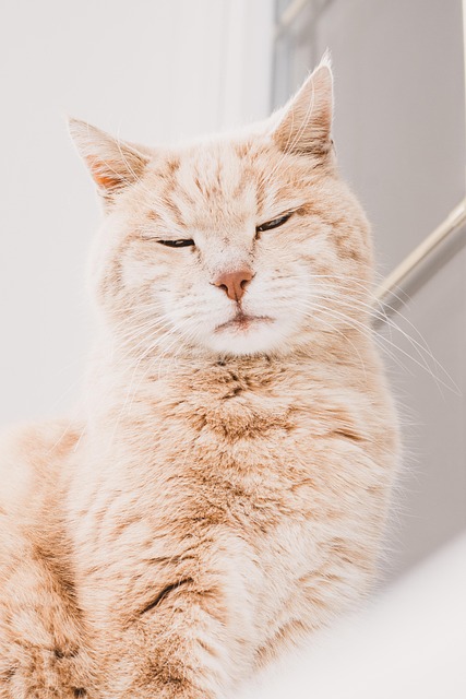 Nasser Fairfield tweet media