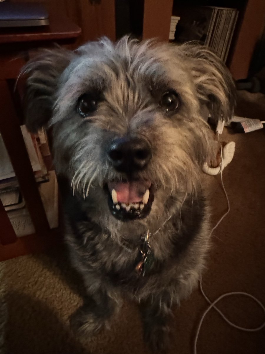 ClareBehrmann's tweet photo. @DaddyDimmuTv Have a cute picture of Zelda! https://t.co/Hv6LKyrCrU