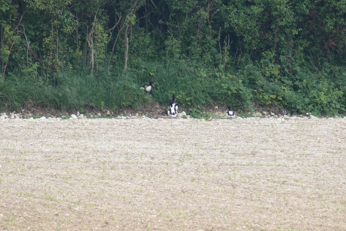 hub_observateur tweet media