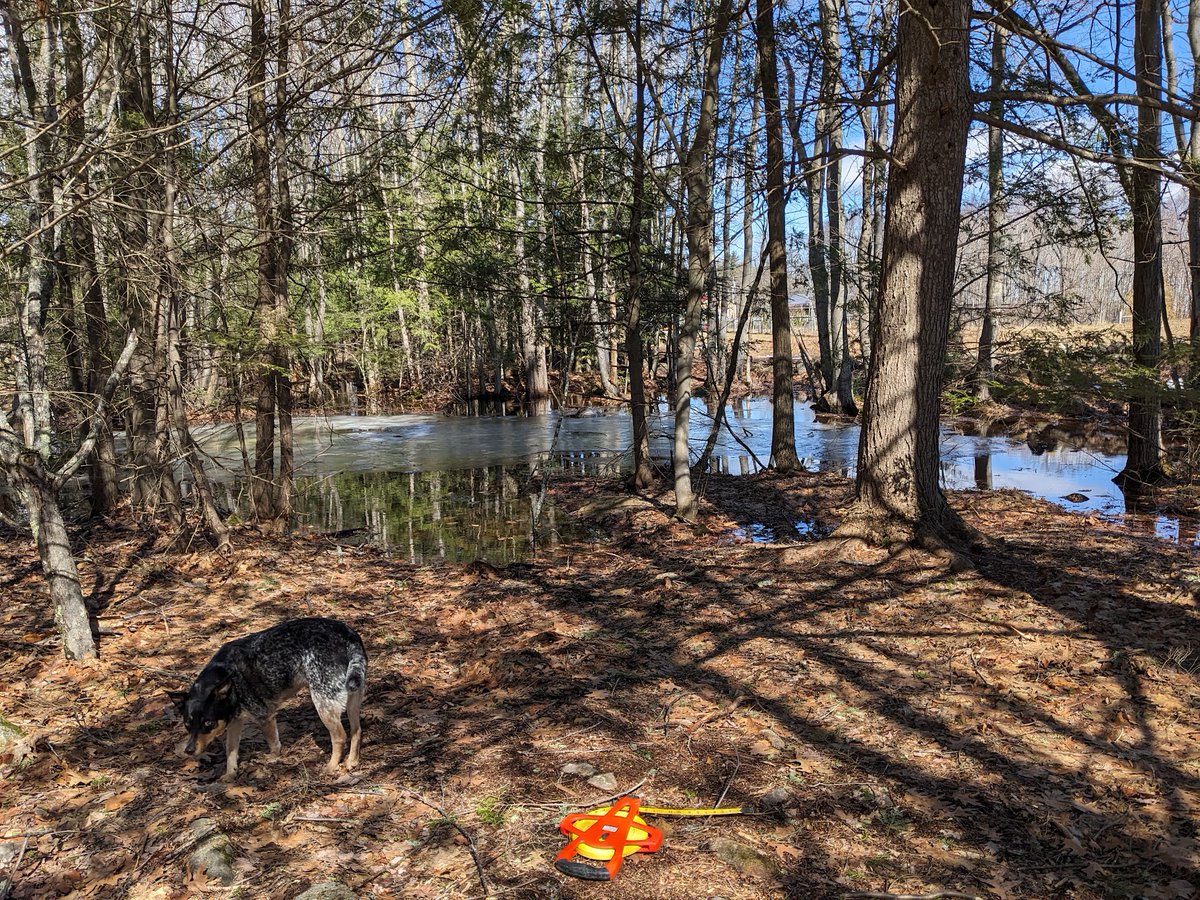 ⓘ Dogs don't have thumbs tweet media