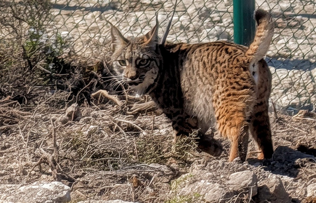 Hoy ha tenido lugar un hito en la conservación de la Naturaleza de Aragón. El lince vuelve gracias al acuerdo y el consenso de los actores del territorio. Enhorabuena al Gobierno de Aragón, al Ministerio, a los alcaldes y, en especial, a los propietarios de la finca Acampo Armijo