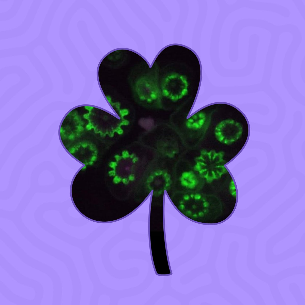 Stowers Institute tweet media