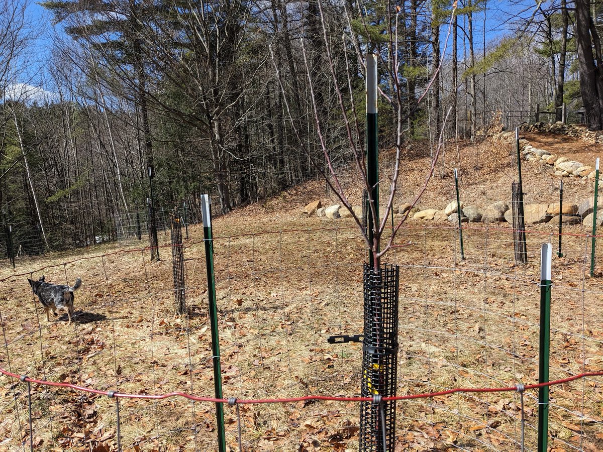 ⓘ Dogs don't have thumbs tweet media