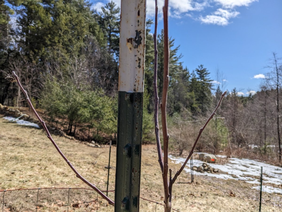 ⓘ Dogs don't have thumbs tweet media