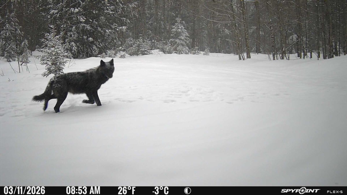 UpperMichiganOutdoors tweet media