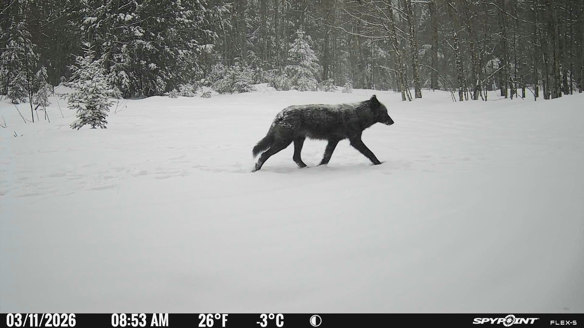 UpperMichiganOutdoors tweet media