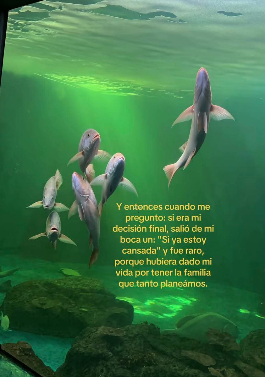 angelo_uf's tweet photo. https://t.co/zSvZjpamID