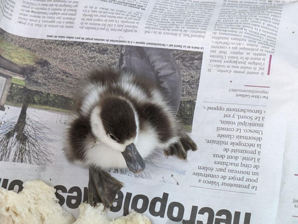 hub_observateur tweet media