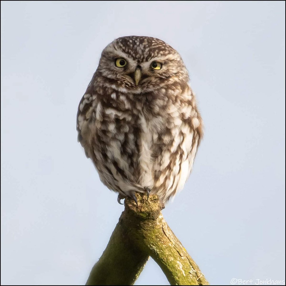 Bert Jonkhans tweet media