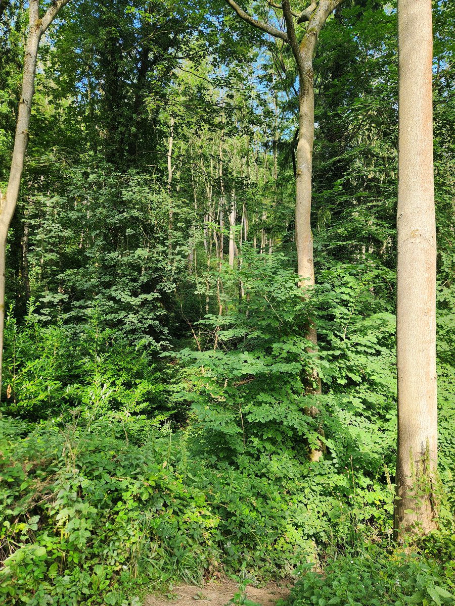 Jerome Foster II tweet media