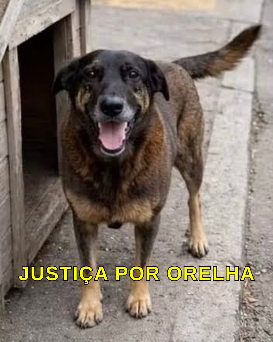 Siyah Kedili Adam tweet media