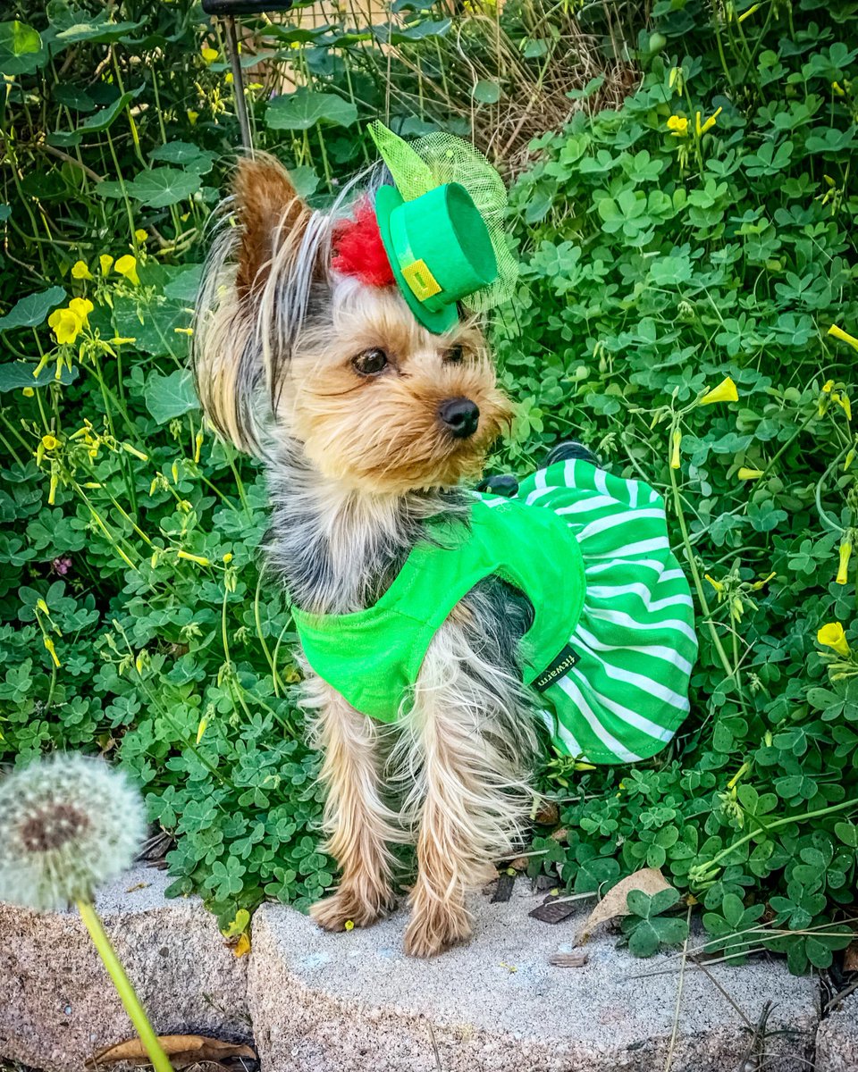 browardbark's tweet photo. Happy St. Patrick's Day from Broward Bark. Wishing you, your family, and your four-legged friends a fun and festive day filled with luck, love, and wagging tails.
#browardbark #browardbark #dogparents #doglover https://t.co/aBblDEAPjl