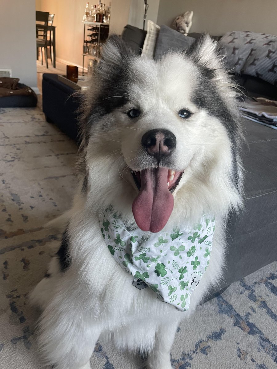 browardbark's tweet photo. Happy St. Patrick's Day from Broward Bark. Wishing you, your family, and your four-legged friends a fun and festive day filled with luck, love, and wagging tails.
#browardbark #browardbark #dogparents #doglover https://t.co/aBblDEAPjl
