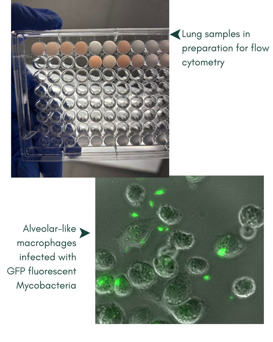 MSU Microbiology, Genetics, & Immunology tweet media