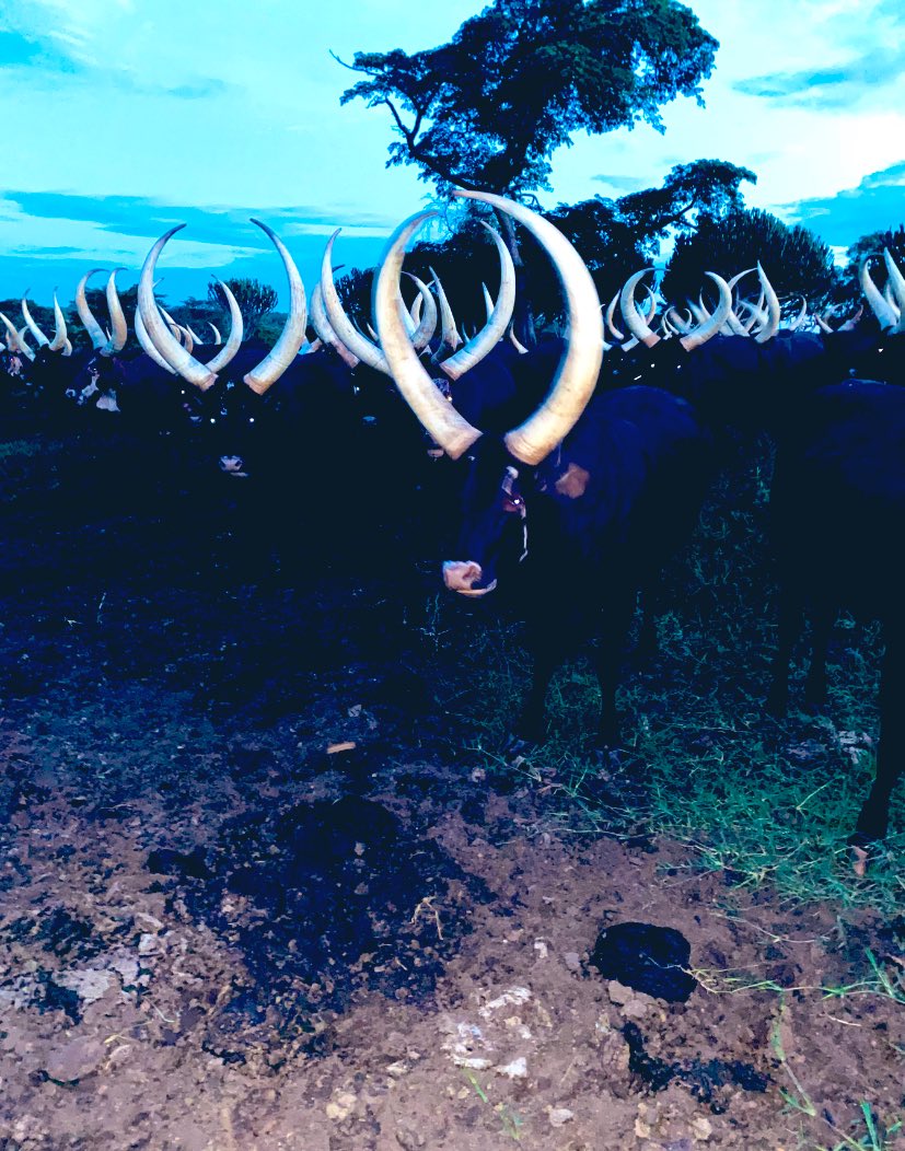 Nyakashagazi FARM🐄 tweet media
