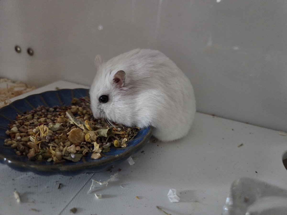 햄슷따리햄슷따 tweet media