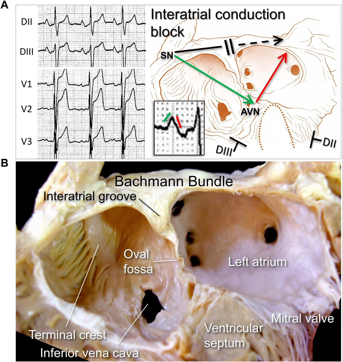Dr. José Ángel Cabrera tweet media