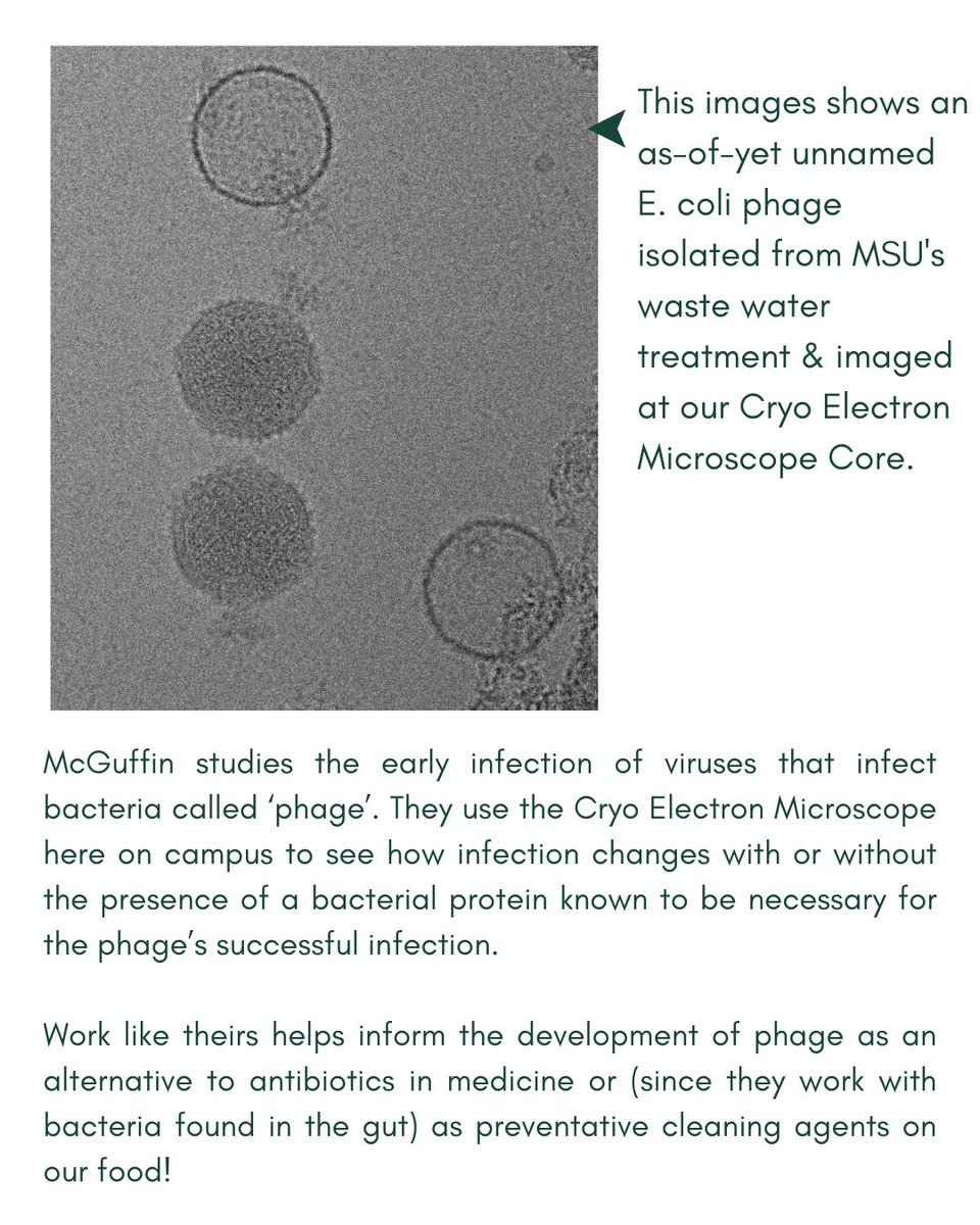 MSU Microbiology, Genetics, & Immunology tweet media