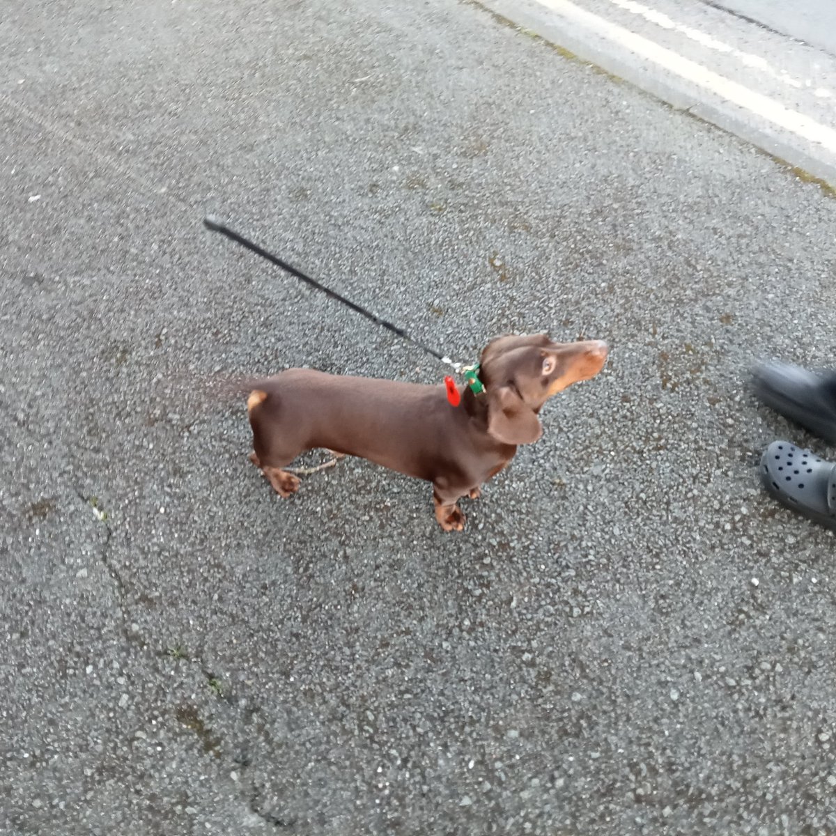 🐝Toby 🐶🐾& Tilly 🐶🐾 🌈Jac🌹🌈 Terry 🌹🏁🐝 tweet media