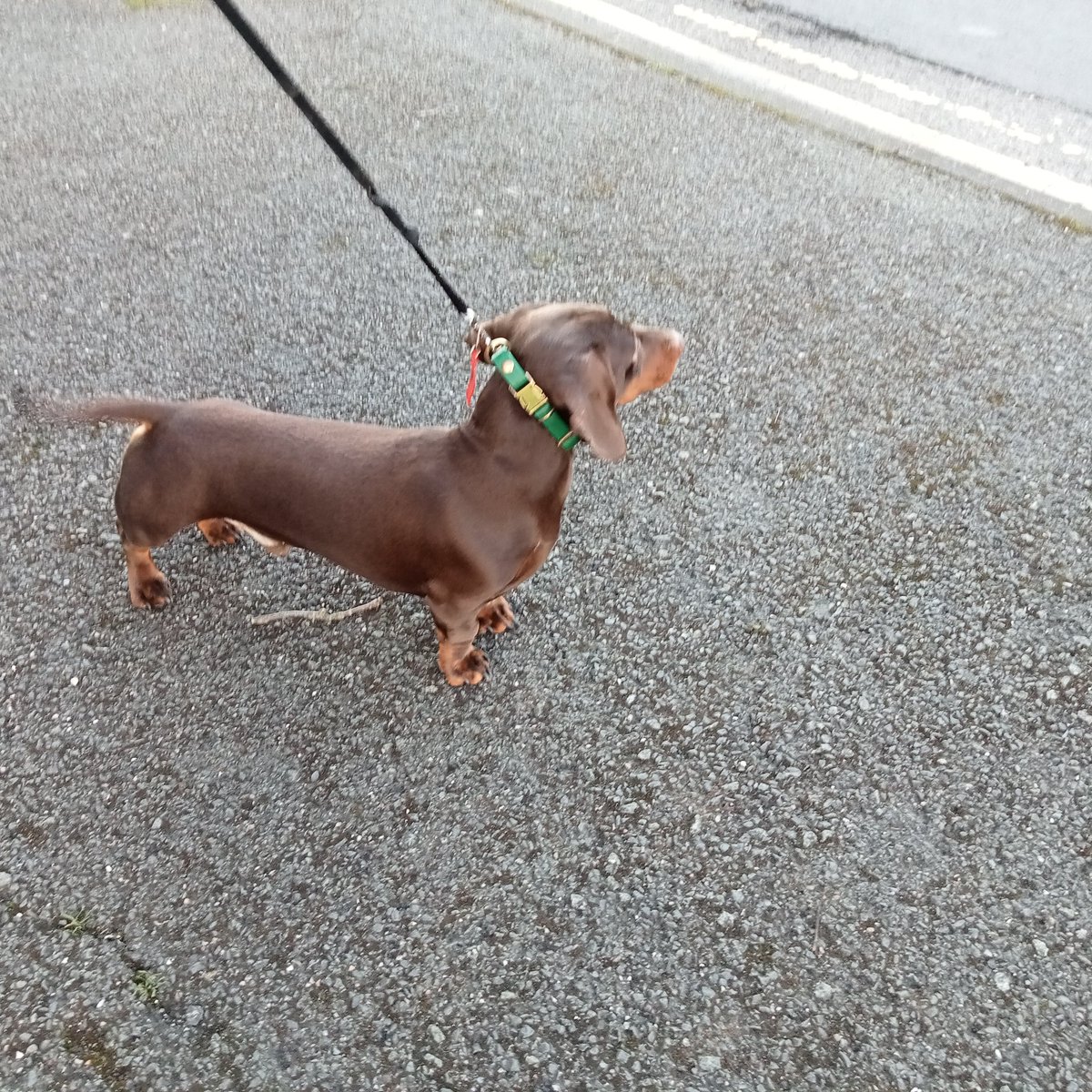 🐝Toby 🐶🐾& Tilly 🐶🐾 🌈Jac🌹🌈 Terry 🌹🏁🐝 tweet media