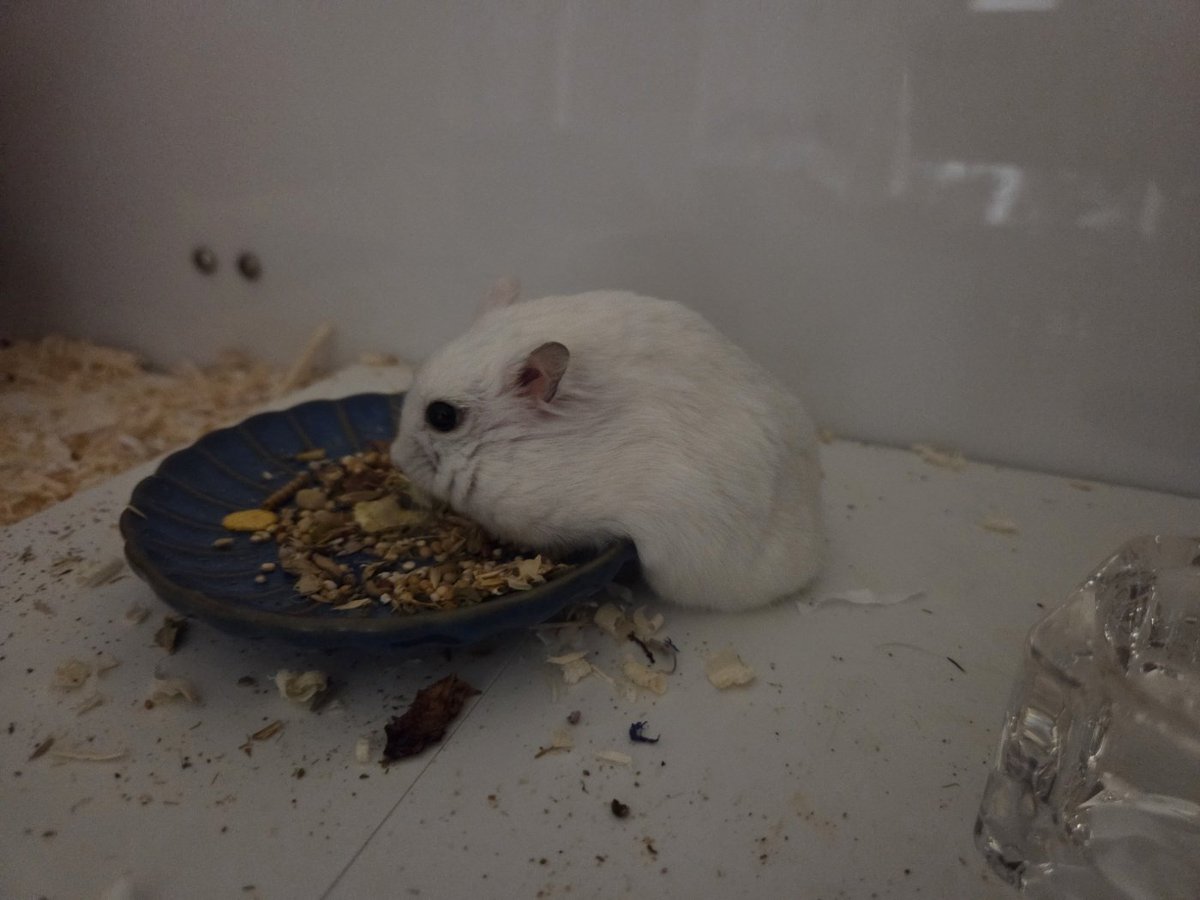 햄슷따리햄슷따 tweet media